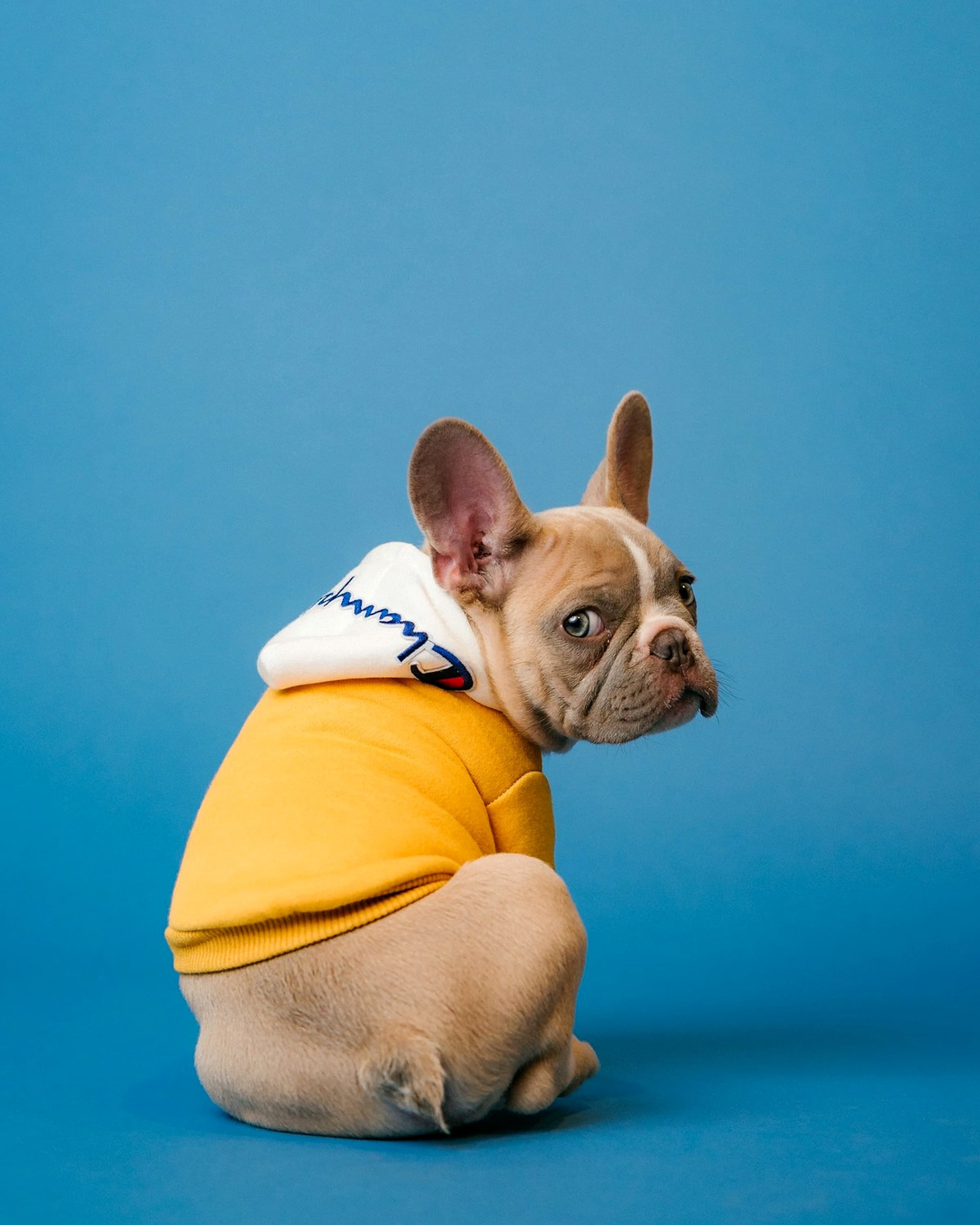 Upscaled pet photo with restored fur detail suitable for print
